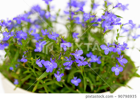 Colorful blue azuro compact flower potted plant Colorful blue azuro compact flower potted plant 90798935
