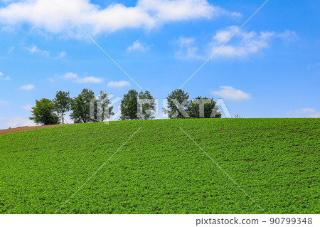 [Kamifurano Town, Hokkaido] Hill scenery 90799348