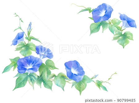 藍色牽牛花花。水彩插圖框架。 90799485