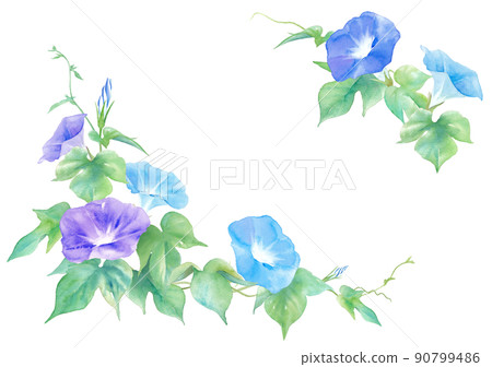 三色牽牛花。水彩插圖框架。 三色牽牛花。水彩插圖框架。 90799486