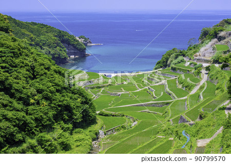 Rice terraces in Hamanoura with beautiful young rice in early summer (Genkai Town, Saga Prefecture) 90799570