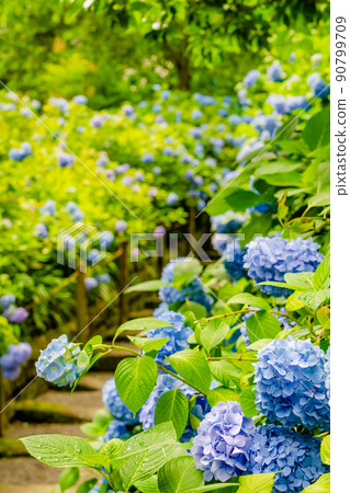Hydrangea of Meigetsuin, Kamakura Hydrangea of Meigetsuin, Kamakura 90799709