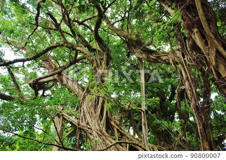 濱比賀島的新宮堂 90800007