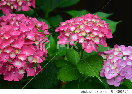 花園裡盛開著美麗的紅繡球花 90800275