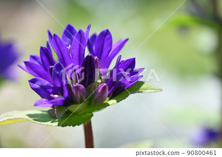 八代草(八代草)風鈴草科 八代草(八代草)風鈴草科 90800461