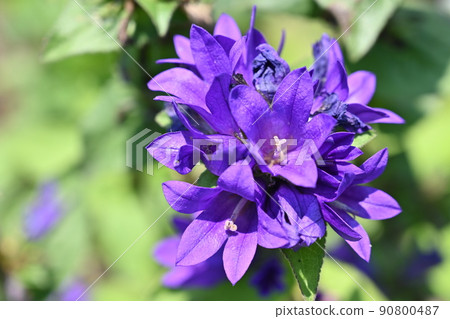 Yatsushirosou (Yatsushiro grass) Bellflower family Yatsushirosou (Yatsushiro grass) Bellflower family 90800487