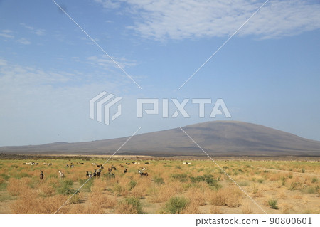 遠方 遠方 90800601