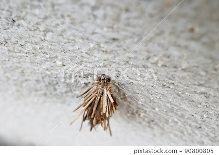 小甲蟲 小甲蟲 90800805