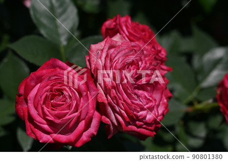 Duet vulconia, a variety of roses (blooming in four seasons) 90801380