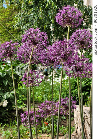 Tall purple spherical onion allium flowers growing in a flower bed 90801926