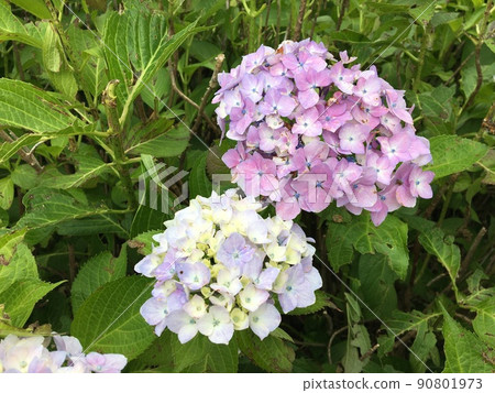 Pink and lilac hydrangeas that have begun to color Pink and lilac hydrangeas that have begun to color 90801973