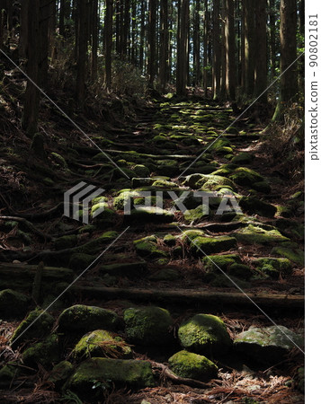Kumano Kodo Okumotori's trunk slope 90802181