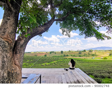 Young woman sitting under the big tree and try to take a phot view of Choui Fong tea plantation with her smartphone at Chiangrai, Thailand. Young woman sitting under the big tree and try to take a phot view of Choui Fong tea plantation with her smartphone at Chiangrai, Thailand. 90802748