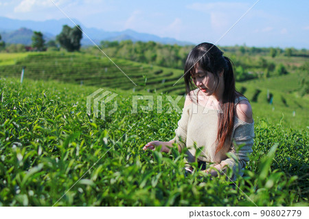 Young woman stand in the tea plantation surrounded by sky and mountain view. Choui Fong tea plantation at Chiangrai, Thailand. Young woman stand in the tea plantation surrounded by sky and mountain view. Choui Fong tea plantation at Chiangrai, Thailand. 90802779