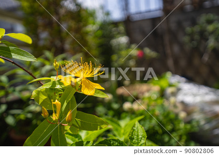 Hypericum that stands out in the garden Hypericum that stands out in the garden 90802806
