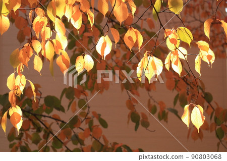 Autumn leaves shining in the sun 90803068