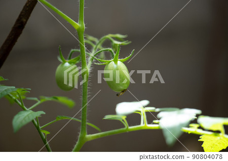 Garden Garden Growth Soil Tomato Kitchen Garden Vegetable Vegetable Hobby Hobby Hobby Vegetable Garden Easy Garden Garden Growth Soil Tomato Kitchen Garden Vegetable Vegetable Hobby Hobby Hobby Vegetable Garden Easy 90804078