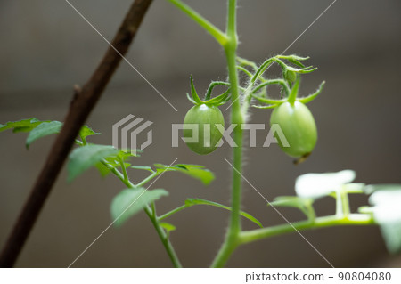 花園 花園 生長 土壤 番茄 廚房花園 蔬菜 蔬菜 愛好 愛好 菜園 容易 花園 花園 生長 土壤 番茄 廚房花園 蔬菜 蔬菜 愛好 愛好 菜園 容易 90804080