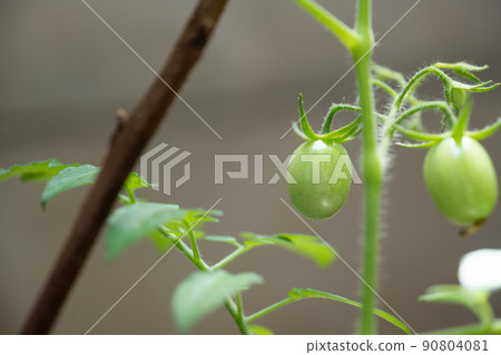 花園 花園 生長 土壤 番茄 廚房花園 蔬菜 蔬菜 愛好 愛好 菜園 容易 90804081