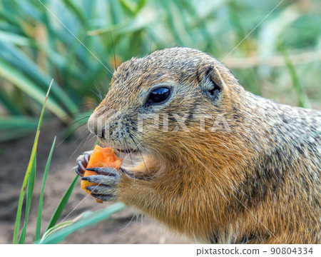 Gopher is eating carrot on the lawn. Close-up. Gopher is eating carrot on the lawn. Close-up. 90804334