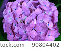 hydrangea   90804402