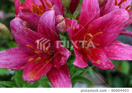 Lily red 90804403
