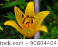 Lily yellow 90804404