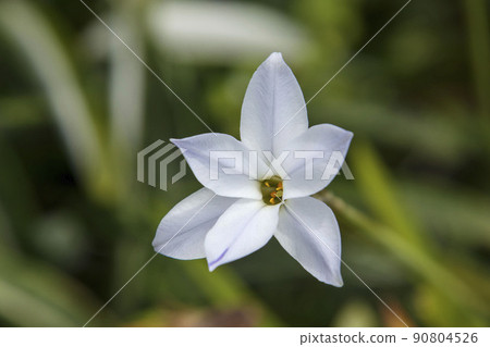 Hananira,一朵尖瓣的花 Hananira,一朵尖瓣的花 90804526