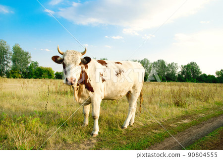 cow in the meadow 90804555