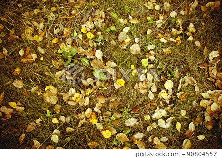 leaves background 90804557