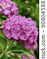 Hydrangea pink 90804588