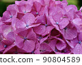 Hydrangea pink 90804589