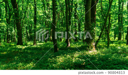 light deciduous forest with sun spots on lush undergrowth light deciduous forest with sun spots on lush undergrowth 90804813