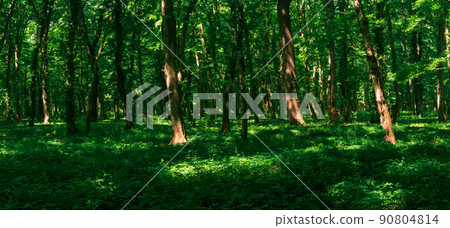 forest landscape, shady temperate broadleaf forest with sun spots on the undergrowth 90804814
