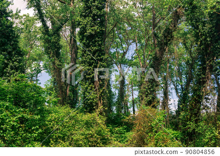 thicket of liana-covered trees in a subtropical deciduous forest thicket of liana-covered trees in a subtropical deciduous forest 90804856