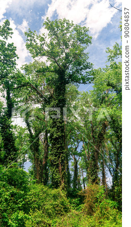 tall trees in a subtropical liana forest 90804857