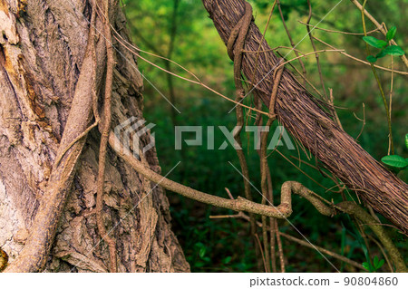 stems of climbing and creeping plants in a subtropical forest close-up stems of climbing and creeping plants in a subtropical forest close-up 90804860