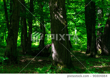 trunks of old trees in a shady oak forest on a sunny day trunks of old trees in a shady oak forest on a sunny day 90804864