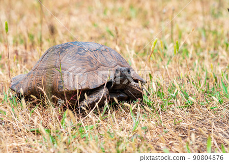 greek tortoise among dry grass outdoor 90804876