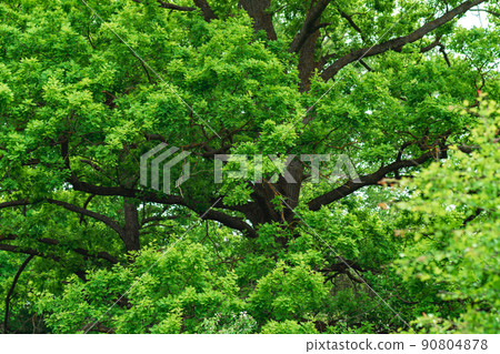 branches and foliage of a huge oak branches and foliage of a huge oak 90804878