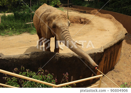 大像在動物園裡 90804906