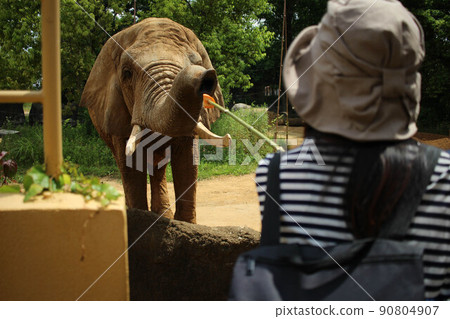 大像在動物園裡 90804907