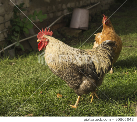 Beautiful cock with hen Beautiful cock with hen 90805048