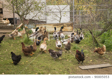 Home hens and ducks on green herb Home hens and ducks on green herb 90805053