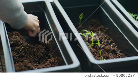 Seedling on soil in small garden at home balcony 90805257