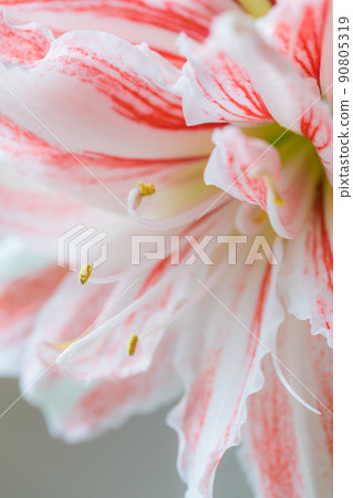 Beautiful red striped Barbados lily Beautiful red striped Barbados lily 90805319