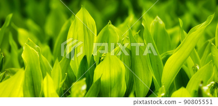Close up View of Colorful Green Leafs in garden. Deer Lake Park 90805551