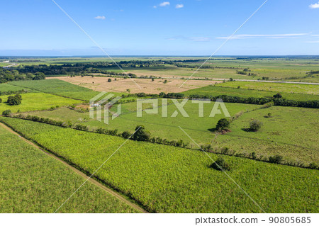Sugar cane fields plantation at caribbean countryside, agriculture concept. Aerial view Sugar cane fields plantation at caribbean countryside, agriculture concept. Aerial view 90805685