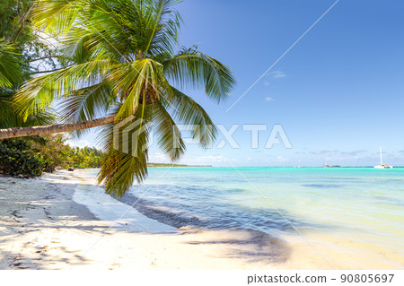 Coconut palm tree at sunny day with calm ocean and sandy beach Coconut palm tree at sunny day with calm ocean and sandy beach 90805697