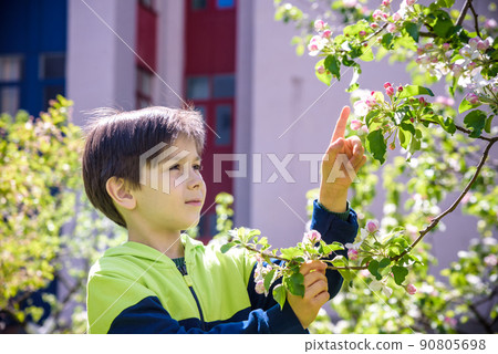 seven year old boy looks at a flowering tree in spring afternoon seven year old boy looks at a flowering tree in spring afternoon 90805698